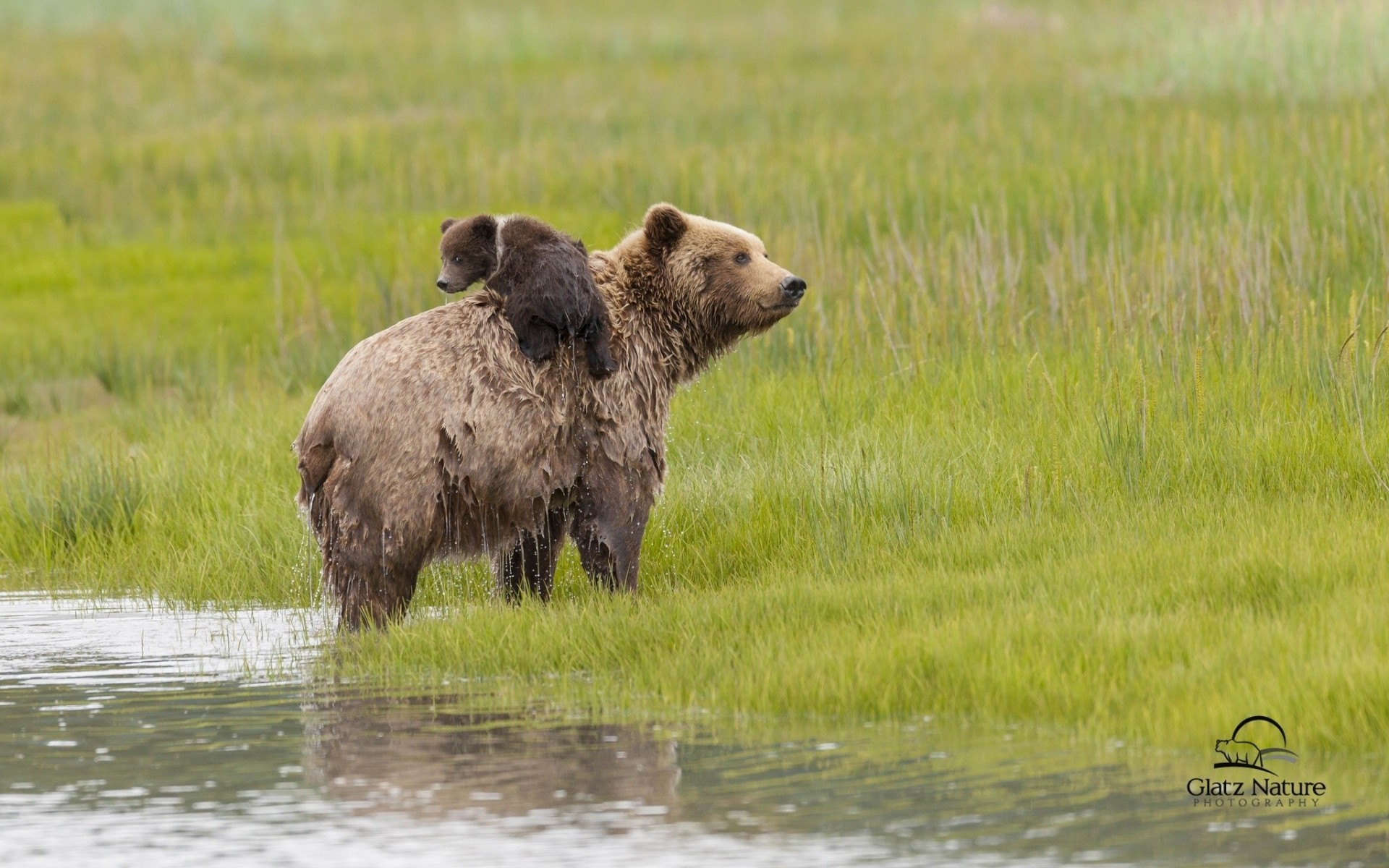 alaska teddybär wasser bären bär jungtier wiese