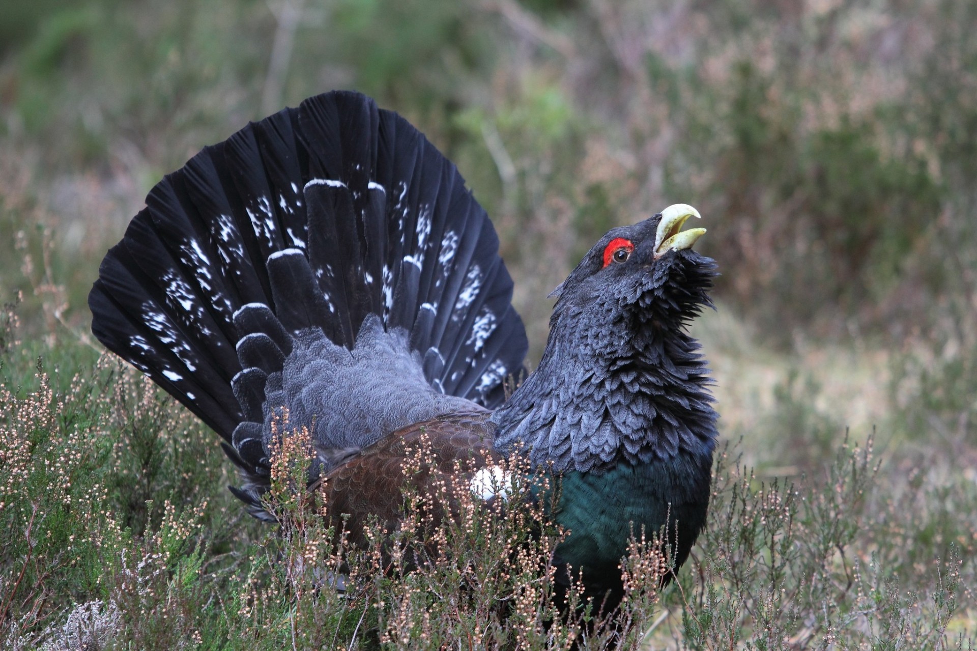 grouse