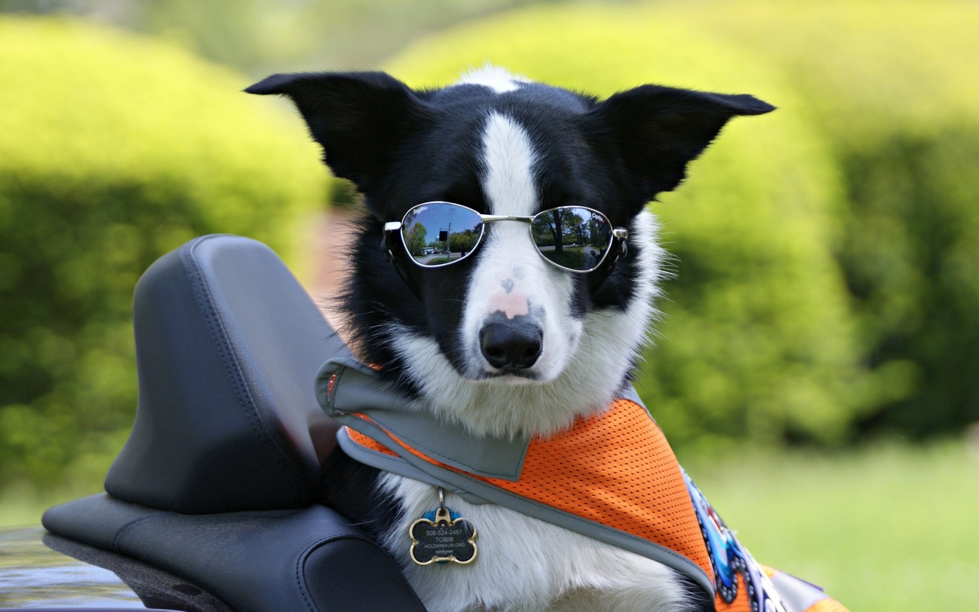 dog sunglasses border collie