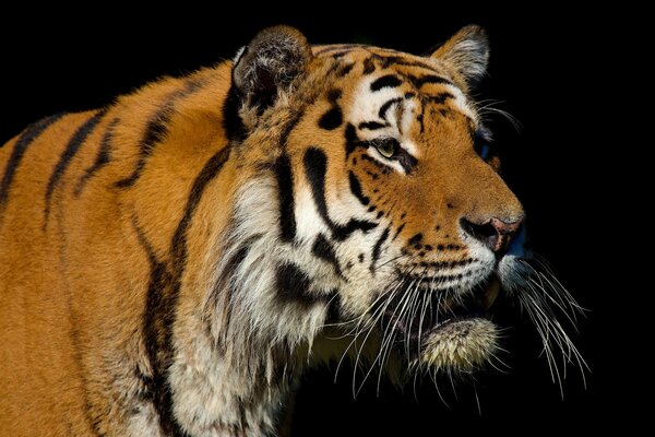 Erwachsener Tiger auf dunklem Hintergrund