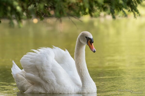 A beautiful white swan floating alone