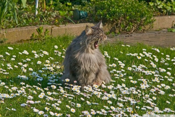 Gut geschlafen unter einem Feld von Gänseblümchen