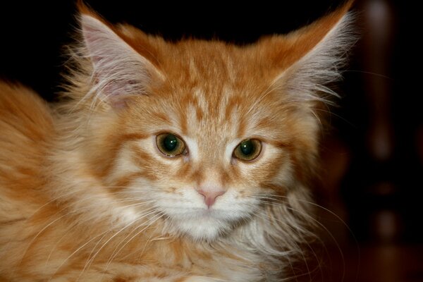 A red kitten. Big ears