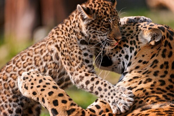 Cachorro de leopardo con mamá. Preocupación