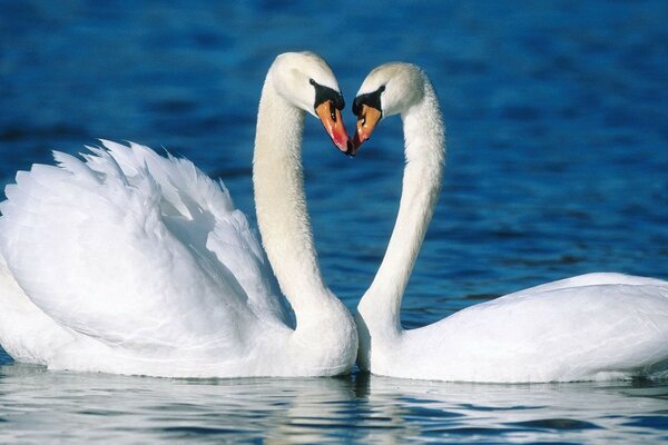 Un par de hermosos cisnes blancos