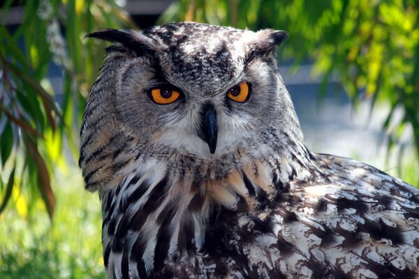 Der Nachtvogel ist eine Raubeule