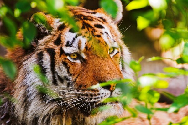 Tiger on the hunt, lurking in ambush