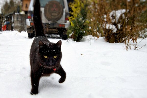 A black cat with yellow eyes walks in the snow