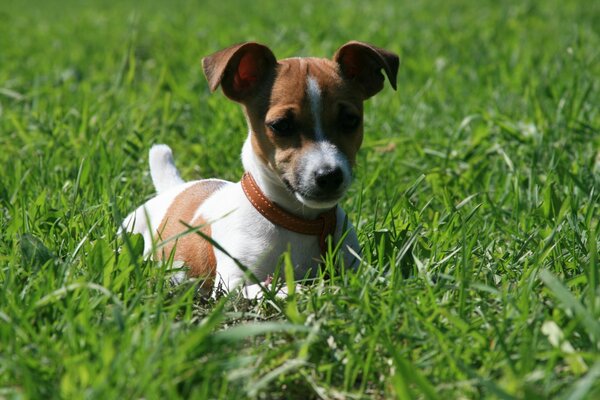 Jack Russell Terrier en la hierba