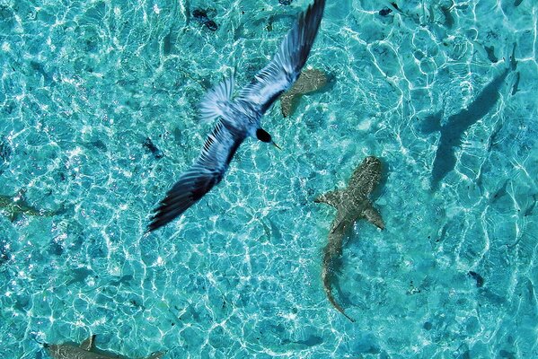 A bird Hovering over sharks in the blue ocean