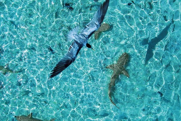 Pájaro Flotando sobre tiburones en el océano azul