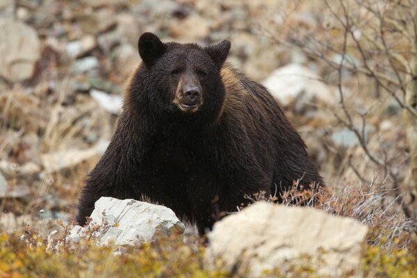 The bear hid in the rocks like a predatory beast