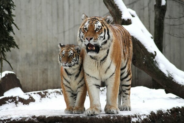 Мама тигрица защищает дитеныша