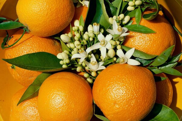 Delicious oranges with a flower on a plate