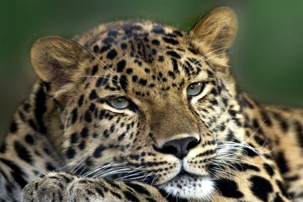 Ein Leopard mit einem traurigen Aussehen sieht überhaupt nicht wie ein Raubtier aus