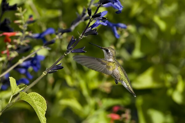 Der kleinste Vogel, der eine große Anzahl von Flügelschlägen macht