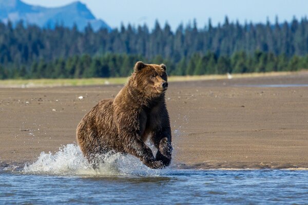 Niedźwiedź brunatny na jeziorze. Alaska