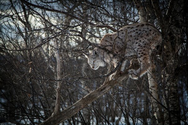 Ein Luchs auf einem Baum. Eine Wildkatze. Wald