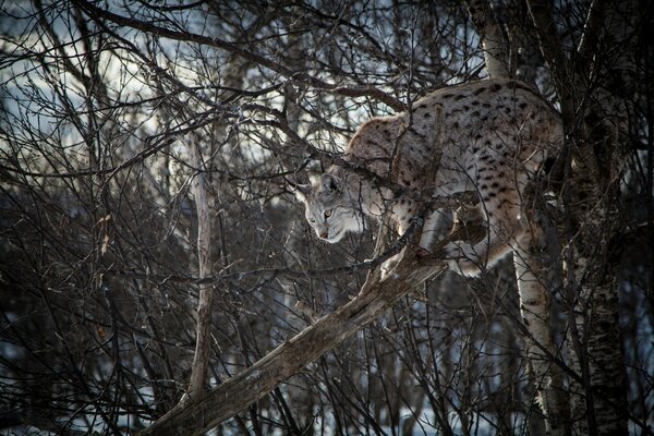 Lynx on a tree. Wild cat. Forest
