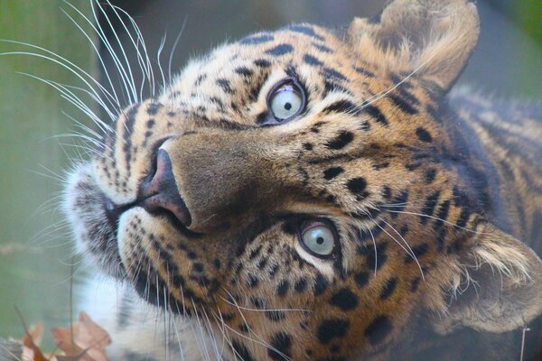 La mirada de una bestia depredadora con bigote grande