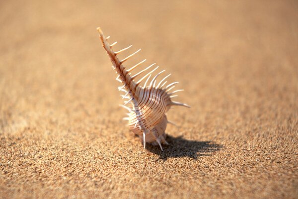 A small shell is sunbathing on the sand