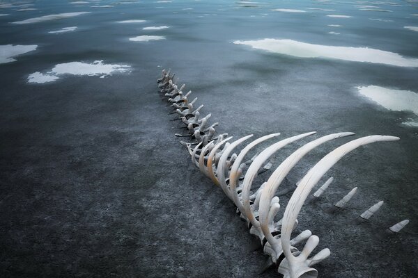 El esqueleto olvidado de alguien en la orilla del lago