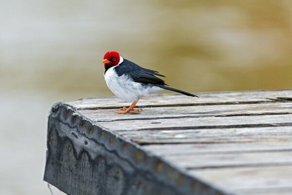 Bright snigir winter bird