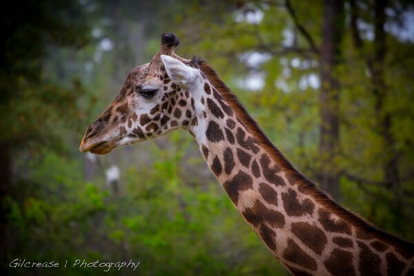 Giraffe auf einem Spaziergang im Wald