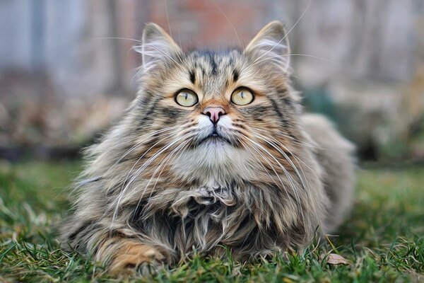 A cat lying on the grass peering into the distance