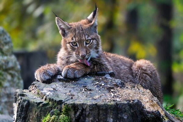A lynx cub has chosen a stump for himself