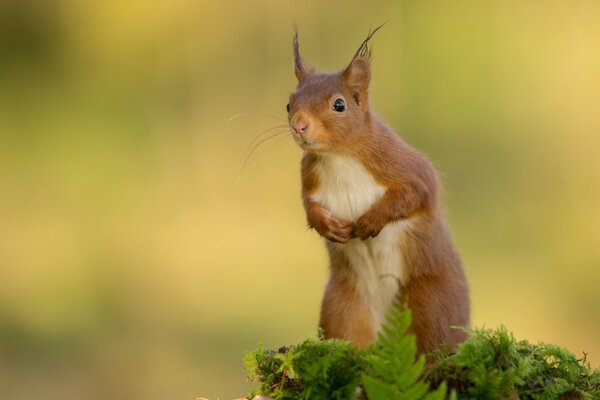 A small rodent stands on a stump with leaves