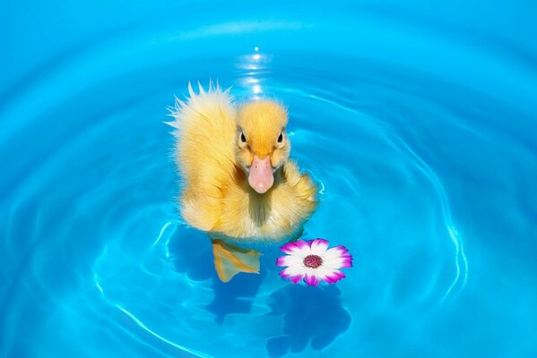 Duckling in blue water with a flower