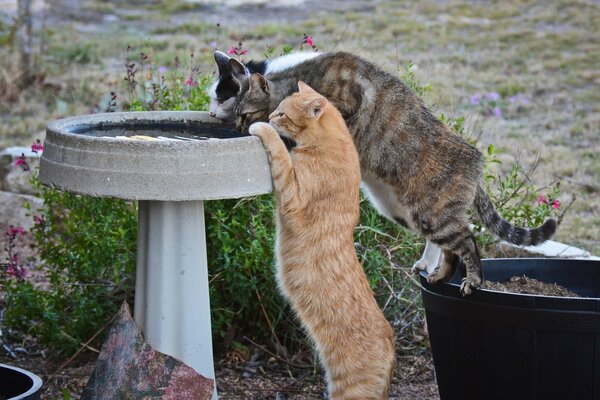 Un día, los gatos llegaron al abrevadero