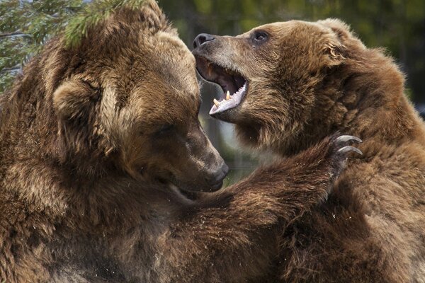 Two brown bears in a fight