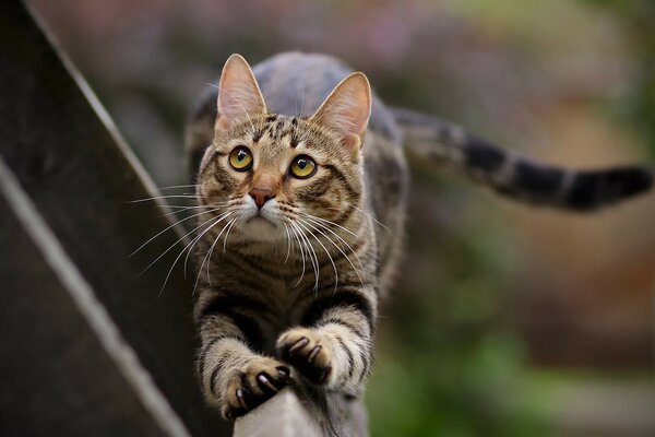 Gatto sorpreso seduto su una tavola