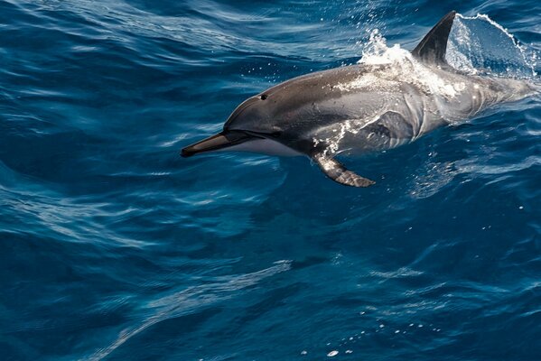 Dolphin gioca e salta fuori dall acqua