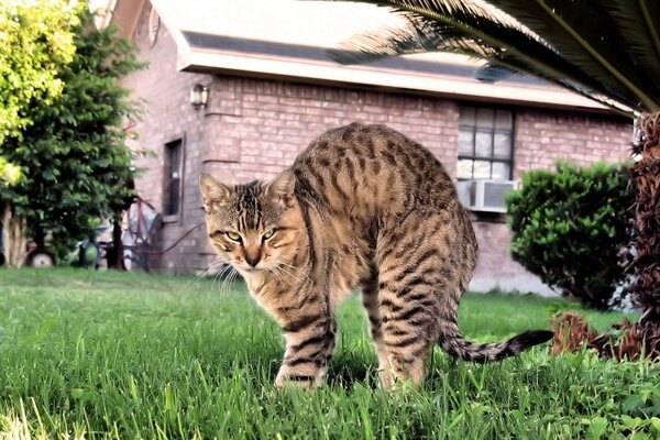 El gato está en el pueblo. Enojado con el ratón