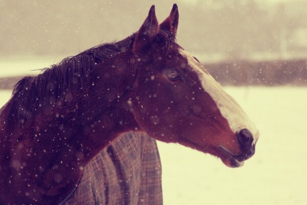 El caballo se encuentra en el fondo de un establo en un día de nieve de invierno