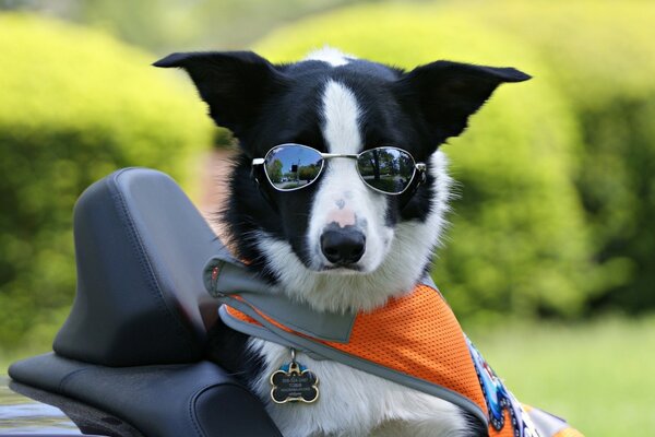 Chien dans des lunettes de soleil. Border Collie