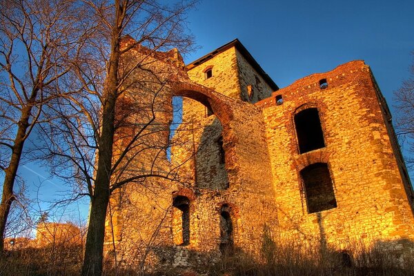 Árboles viejos contra las ruinas de un edificio