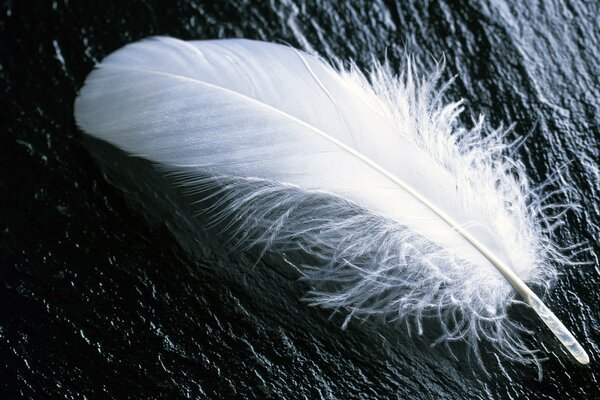 A white fluffy feather is lying on a tree