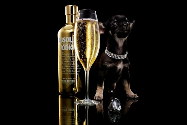 A glass of absolute champagne with a dog