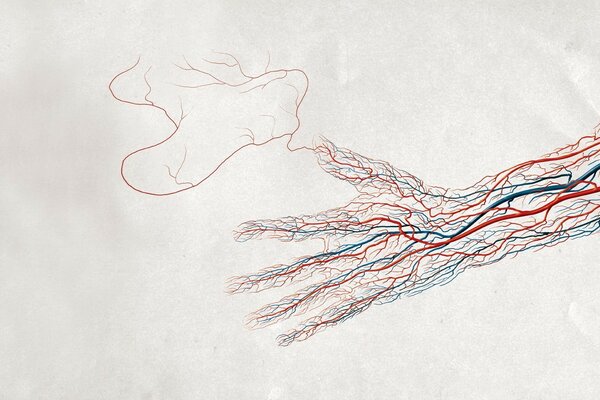 Immagine di vene e arterie. Mano