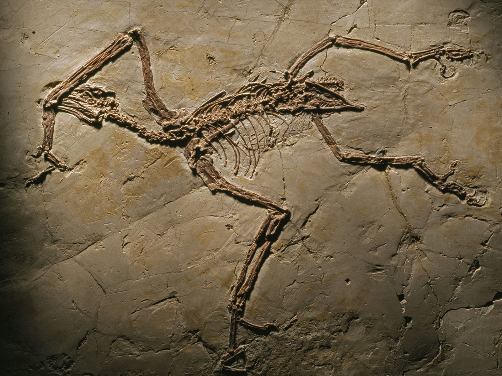 apeornis chaoyangensis restos piedra