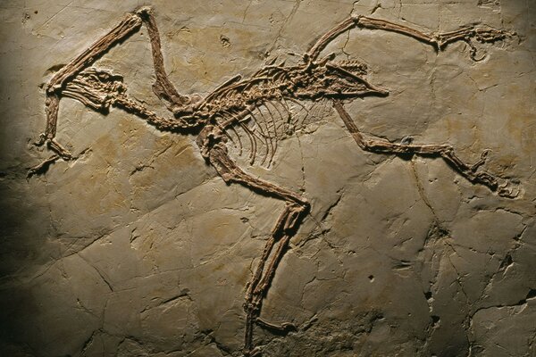 The fossilized skeleton of a primitive animal in stone