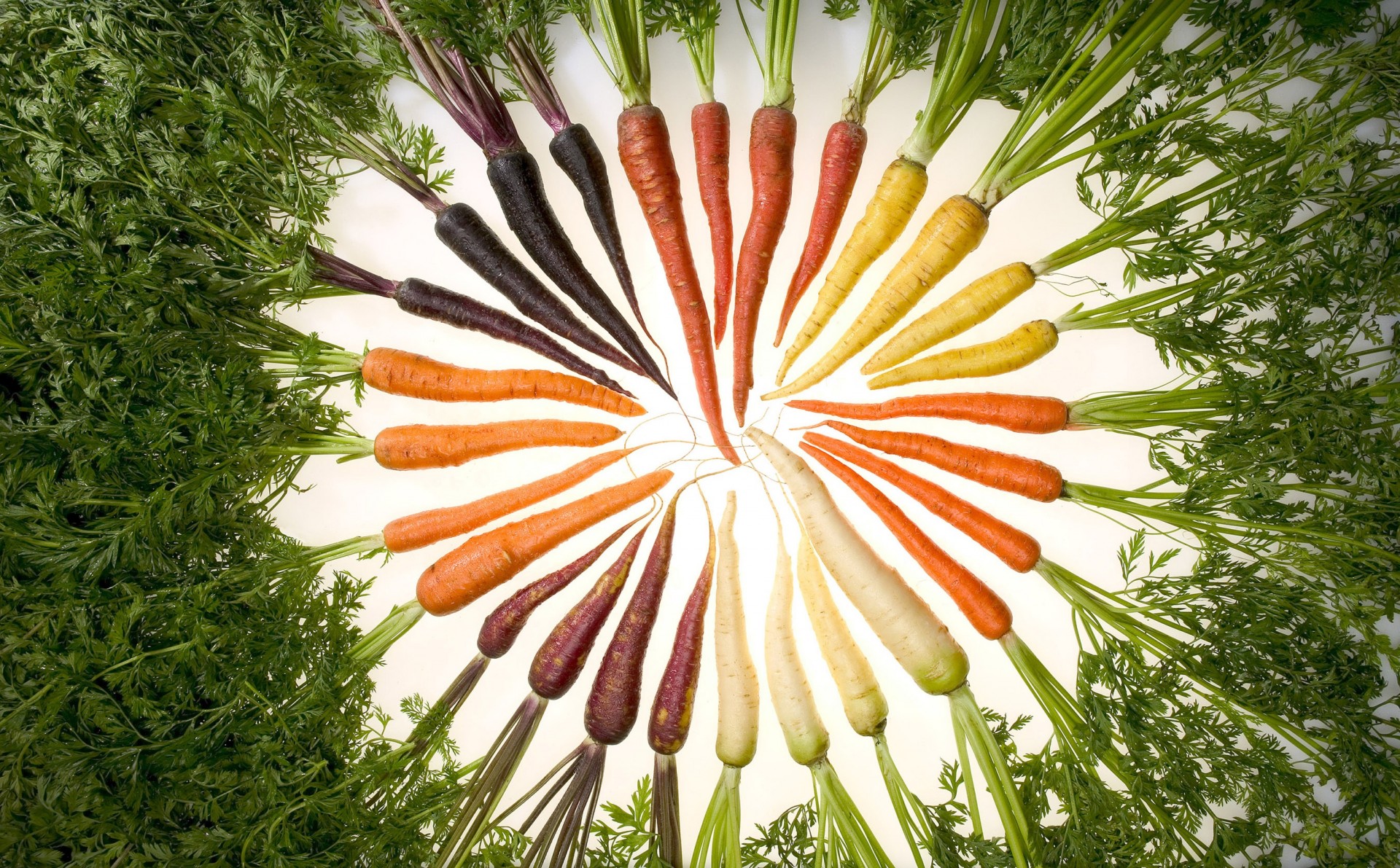 food carrots abundance of color