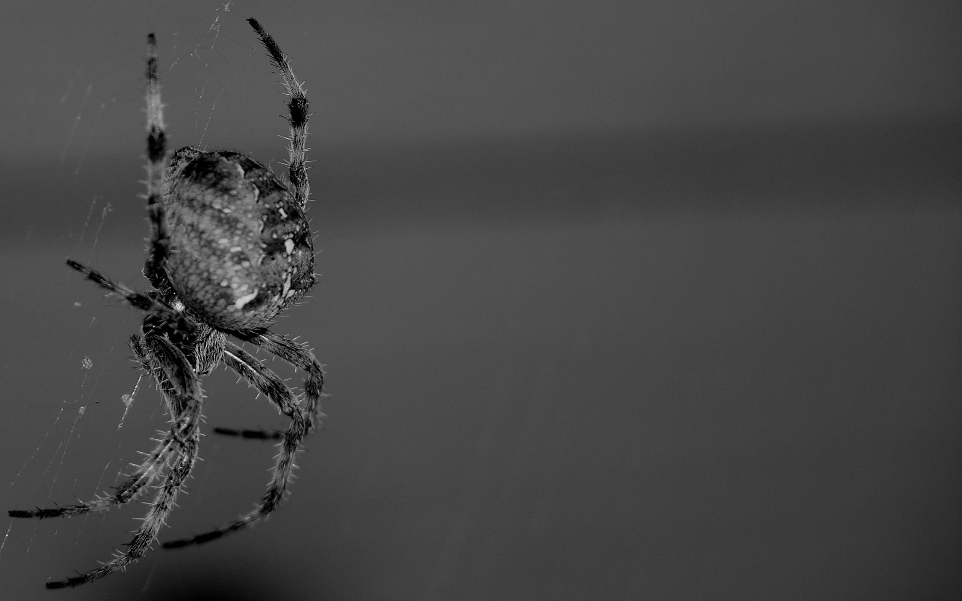 noir blanc photo d araignées