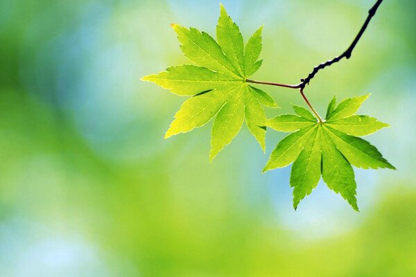 Quindi le foglie verdi fiorirono con l inizio della primavera