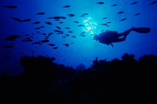 Monde sous-marin aux Bahamas la nuit