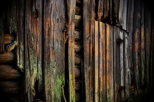 Parete di legno ricoperta di muffa e muschio